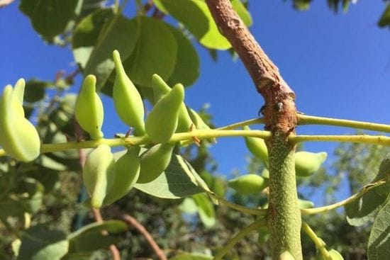 New Kakadu plum plantation in Broome